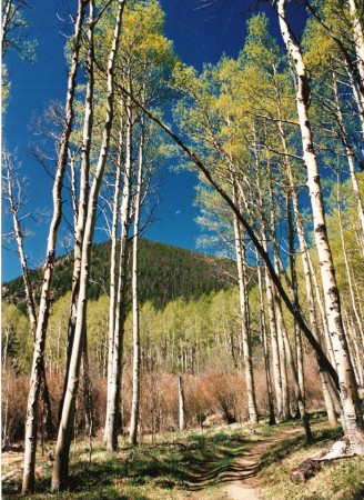 Aspin grove